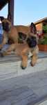 Catei Ciobanesc Belgian Malinois