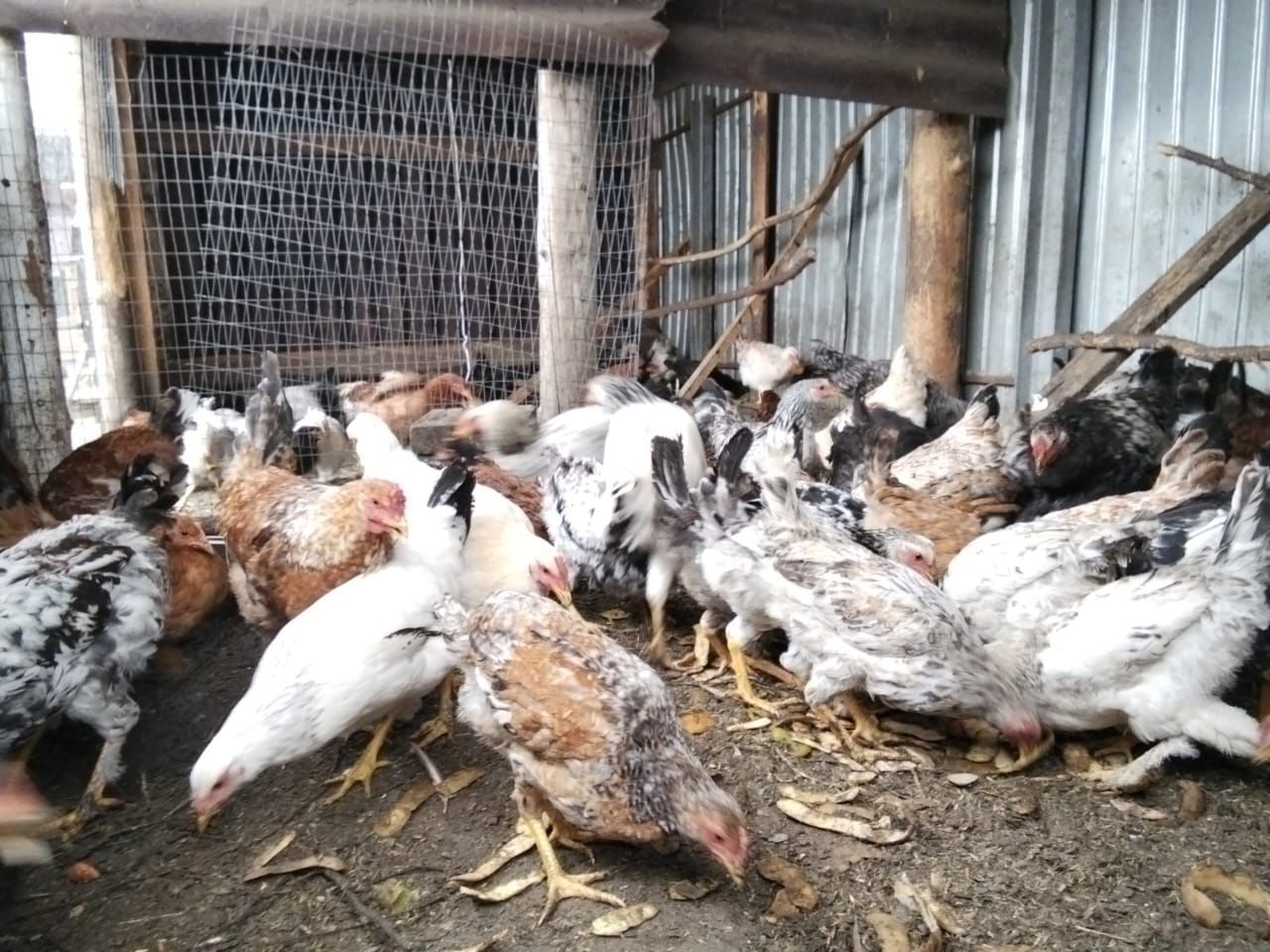 Продам домашних курочек