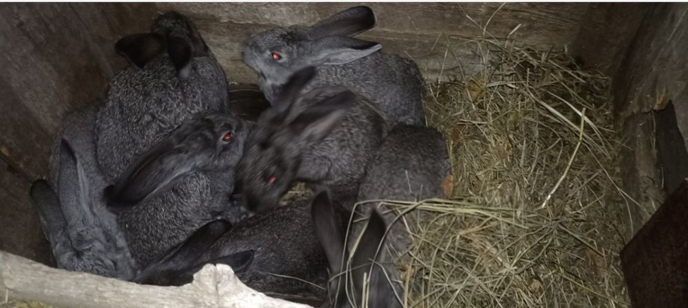 Продам кроликов на племя