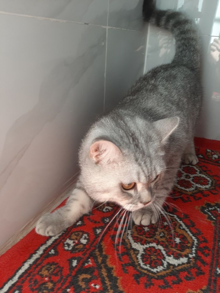 Scottish chinchilla