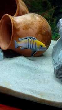 Cynotilapia afra 'Cobue'