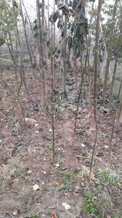 Павловния годовалые