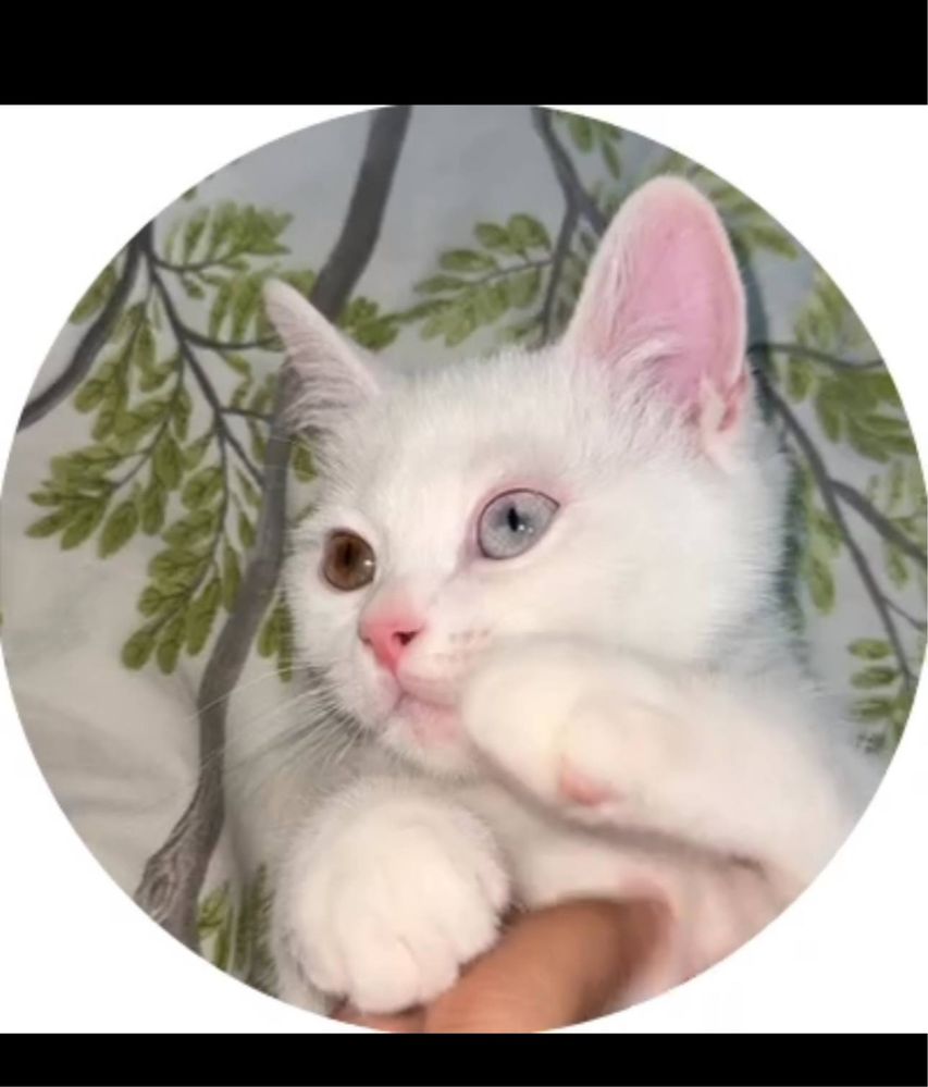 Скоттиш страйт мальчик разными глазами 3 месяца