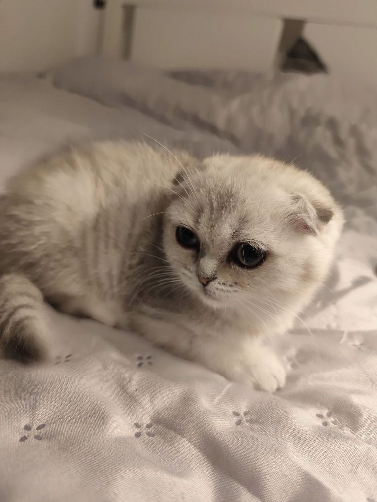 Scottish fold cu pedigree