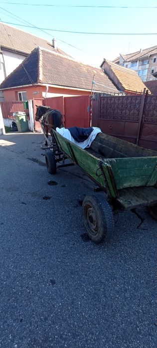 Animalele domestice cai