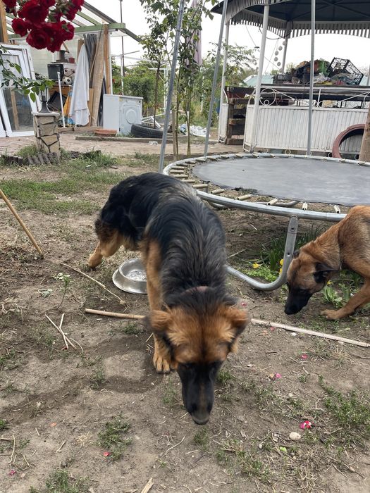 Продавам Немски и белгийски овчарки