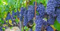 Саженцы винограда Изобелла и Тайфи