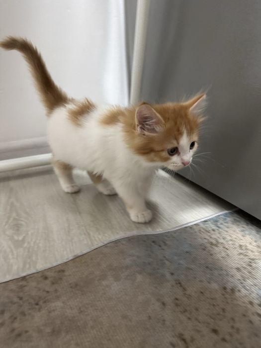 Отдам в хорошие руки