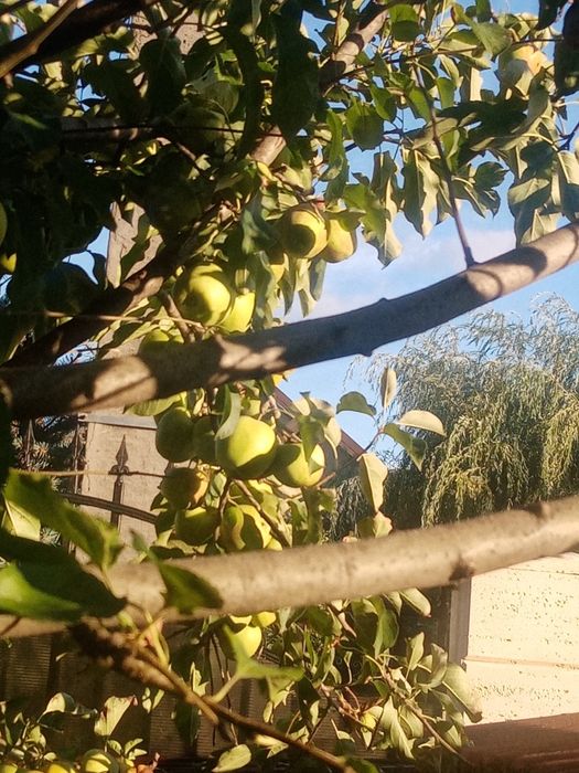 Dulceață de mere golden