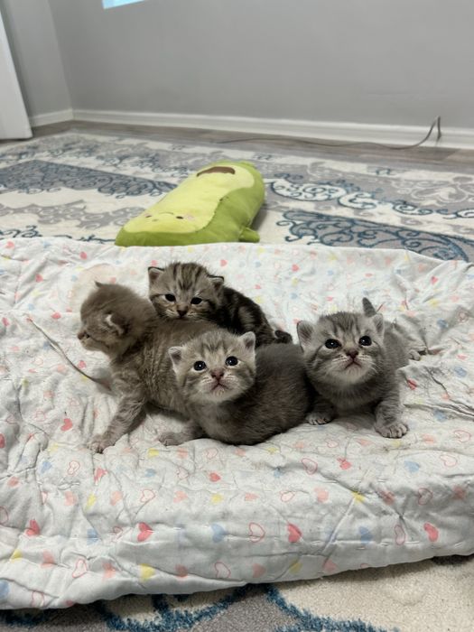 Продаются чистокровные шотландские вислоухие котята.