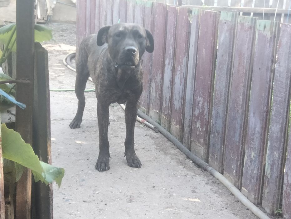 Vand Femela Presa Dogo Canario Tigrata Pedigree adulta Giurgiu