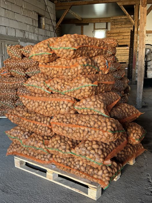 Cartofi sămânță Marabel (Elita 2024 Europlant)