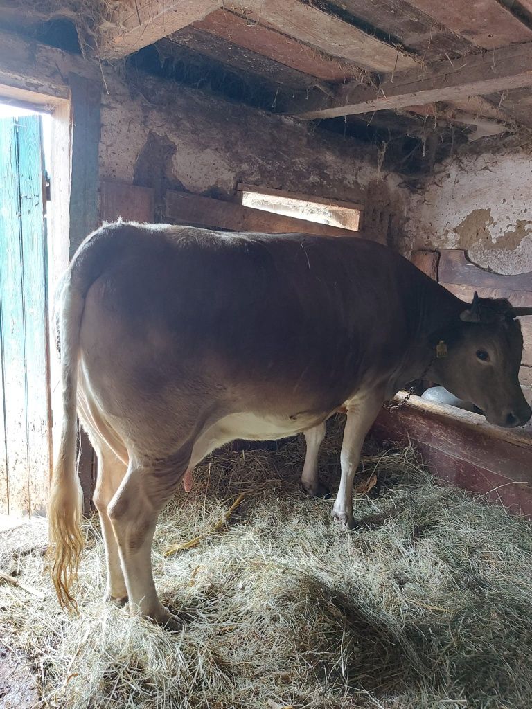 Vând vaca bruna tânără