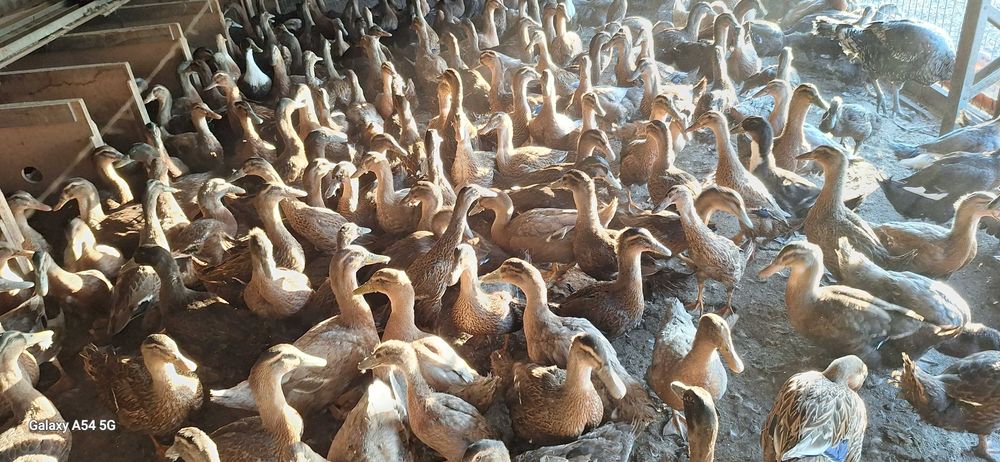 Vindem 70 de raţe ingrasate en gross