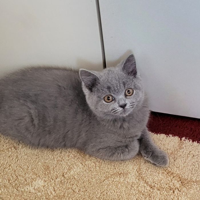 British shorthair