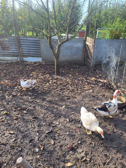 Vand  2 rate mute si 1 ratoi