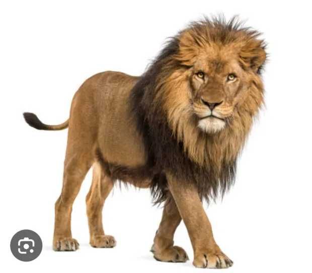 String Art tablou leu unicat Portrete personalizate persoane animale
