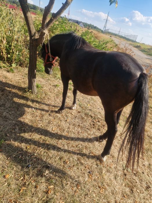 Vînd mînză gestantă