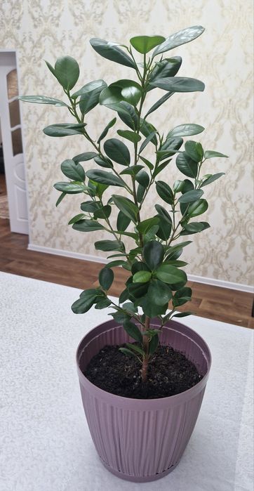 Фикус мокламе 60см