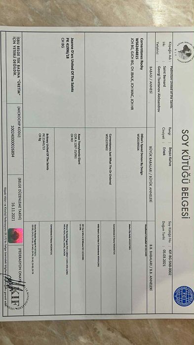 Продава се куче Самбернар