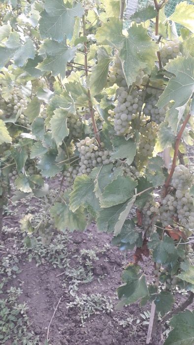 Struguri pentru vin