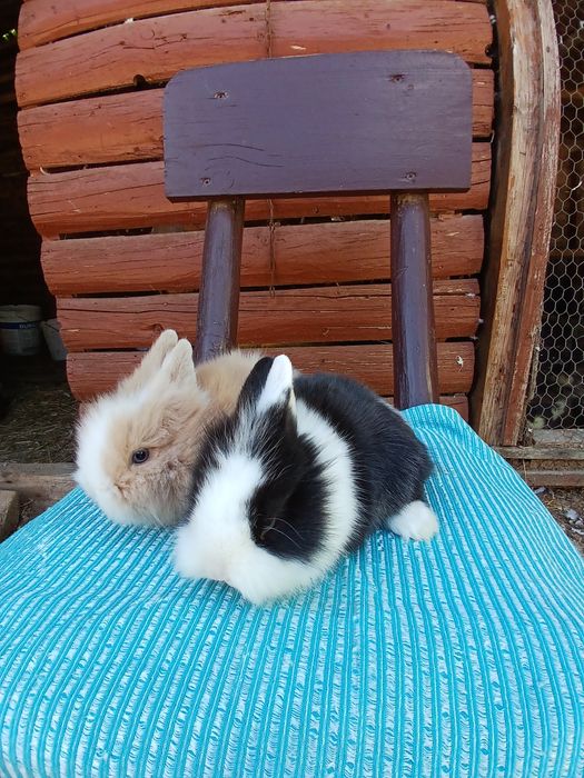 Iepurași pitici colorati