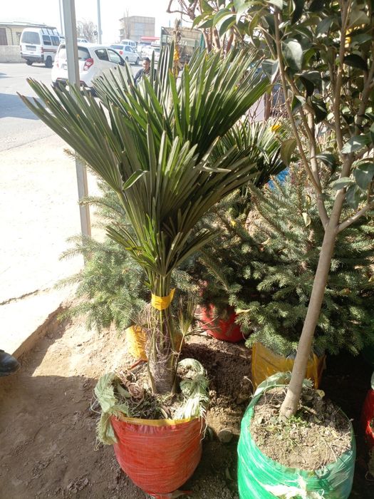 Archa va dekatativniy daraxtlar