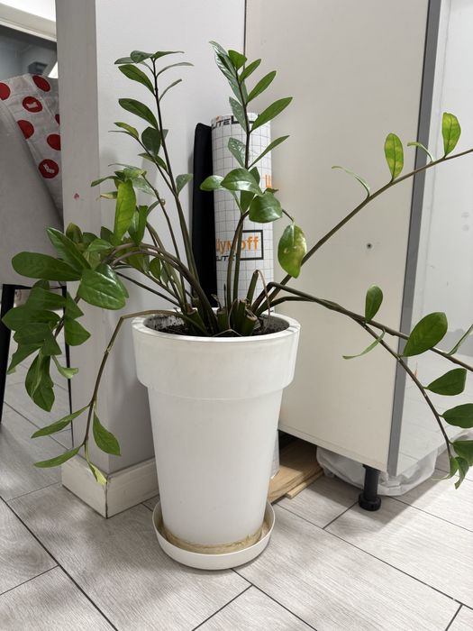 Домашние растения