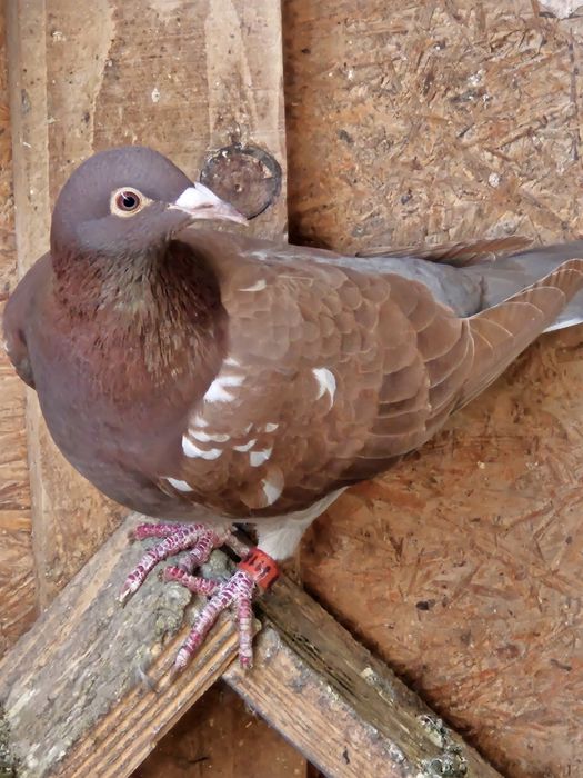 Porumbei voiajori ornament,carunculati, nu răspund  la mesaje