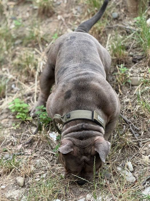 American Bully Deosebit