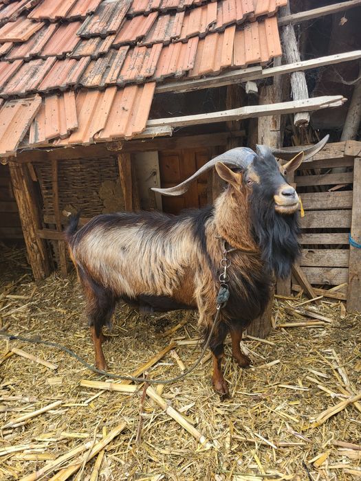 Capre/ țap alpin francez