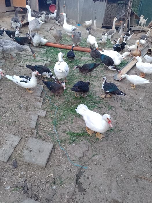 De vânzare pasari de casa