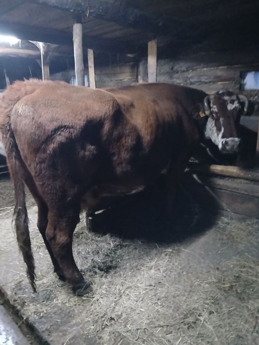 Продам корову мясо-молочной породы. Яловая можно на мясо.