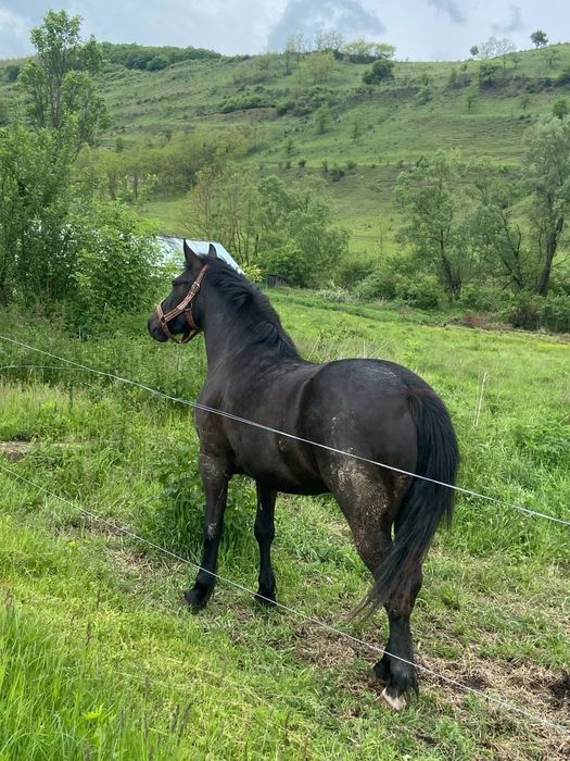 Mânză de 2 ani jumate
