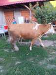Vaca baltata pt abator