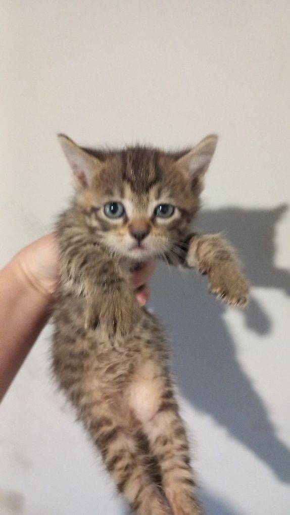 Motan spre adopție