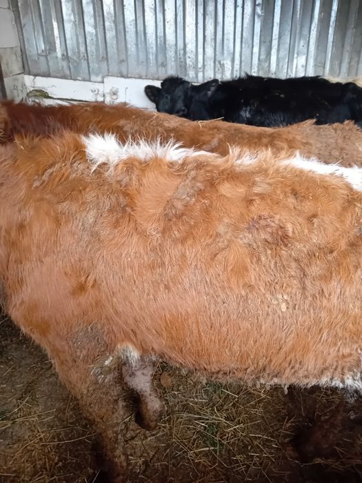 Vitele baltate și angus intarcate