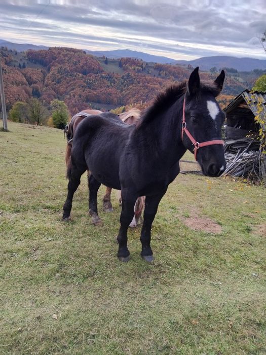 Vînd mînz de 6 luni