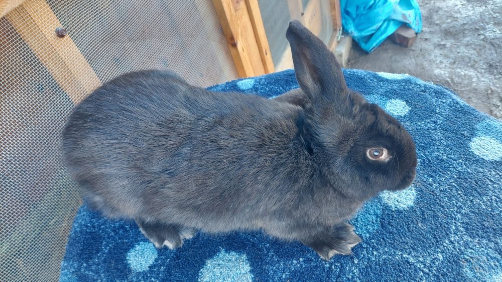 Vând Iepuri Pereche Berbec German