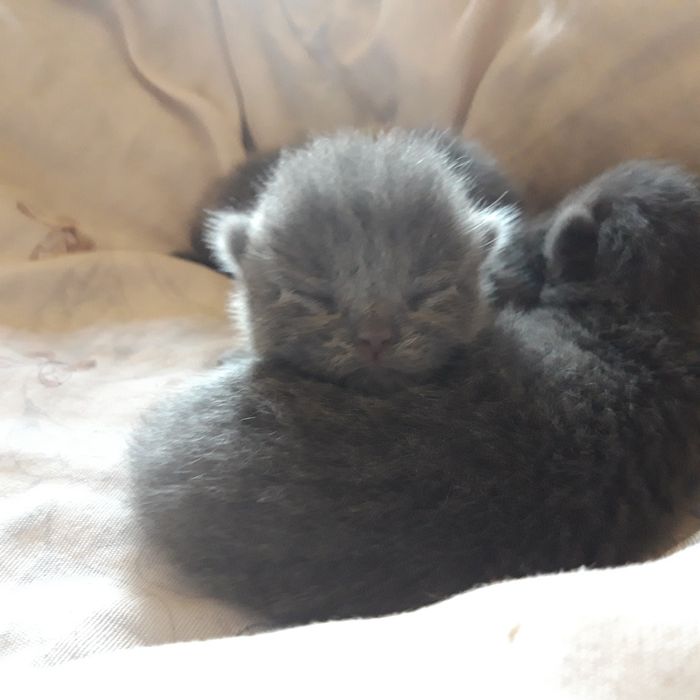 Бронирование котят, котята британцы, осталось 3 девочки