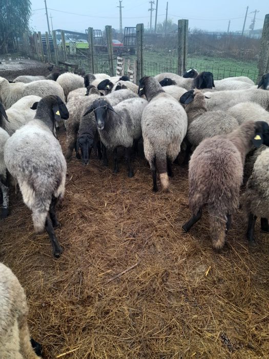 Oi de vânzare. Pret negociabil