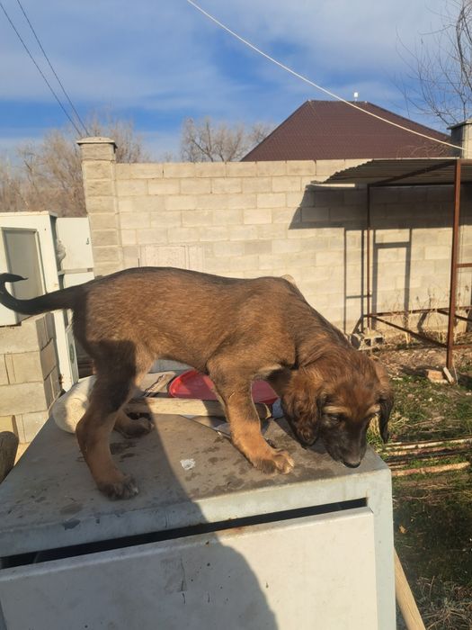 Тазы күшік сатылады ұрғашы