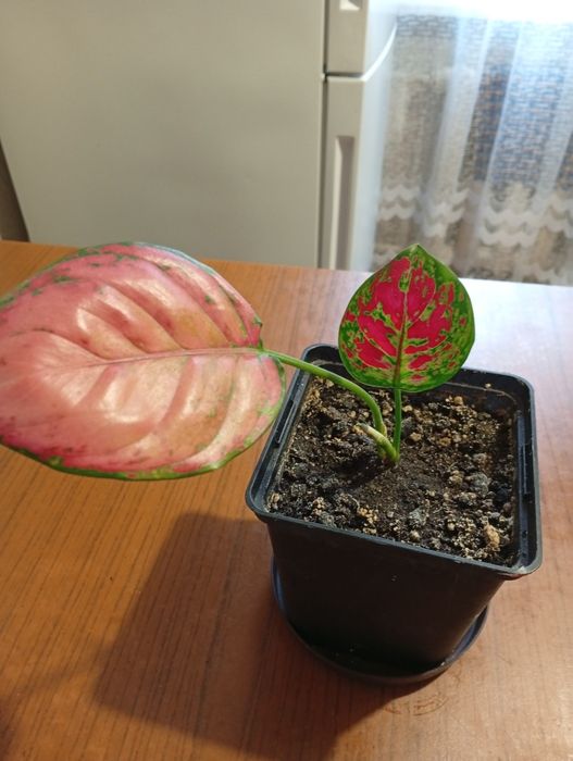 Продам комнатные растения:сциндапсус,драцену,бегинии,аглоанему.