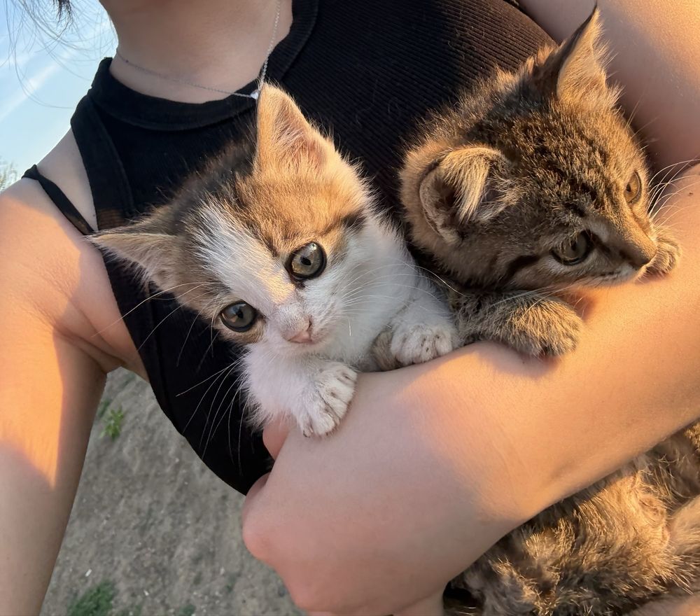 Котята в добрые руки