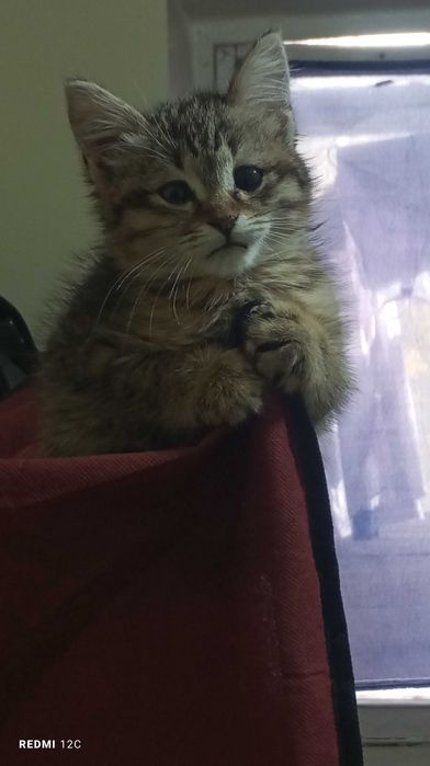 2yoki3 oylik,yaxshi qaralgan aqlli mushukcha