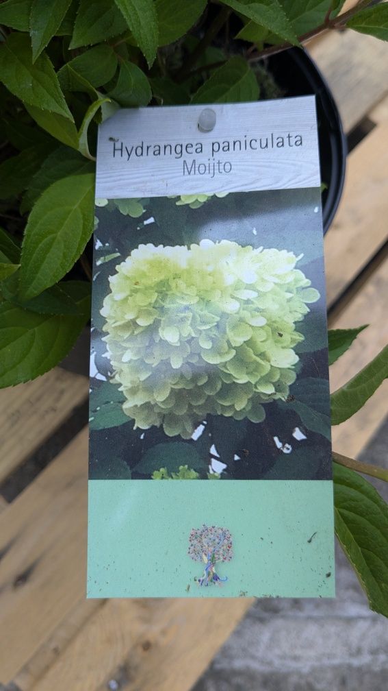 Hortensie paniculata