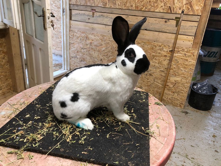 Fluture german masculi