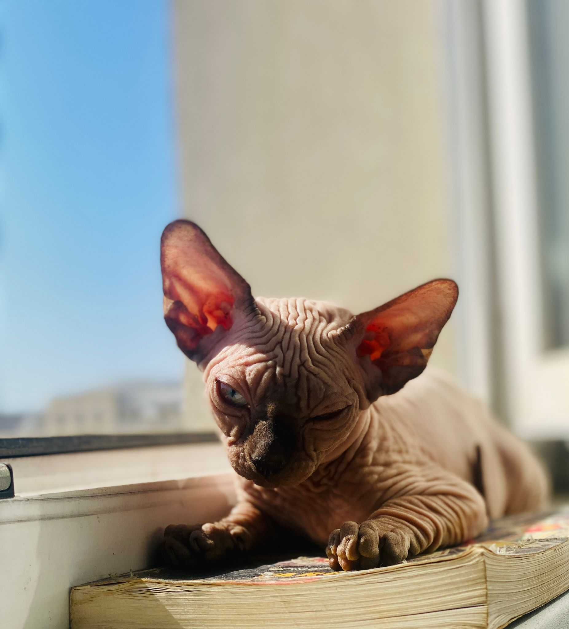 Motan Sphynx/Sfinx