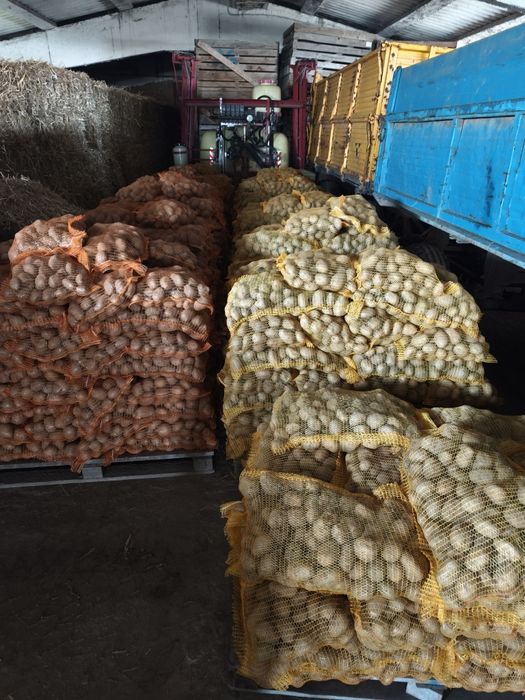 Cartofi consum alb Ultra ín saci de 10 kg calibru 45