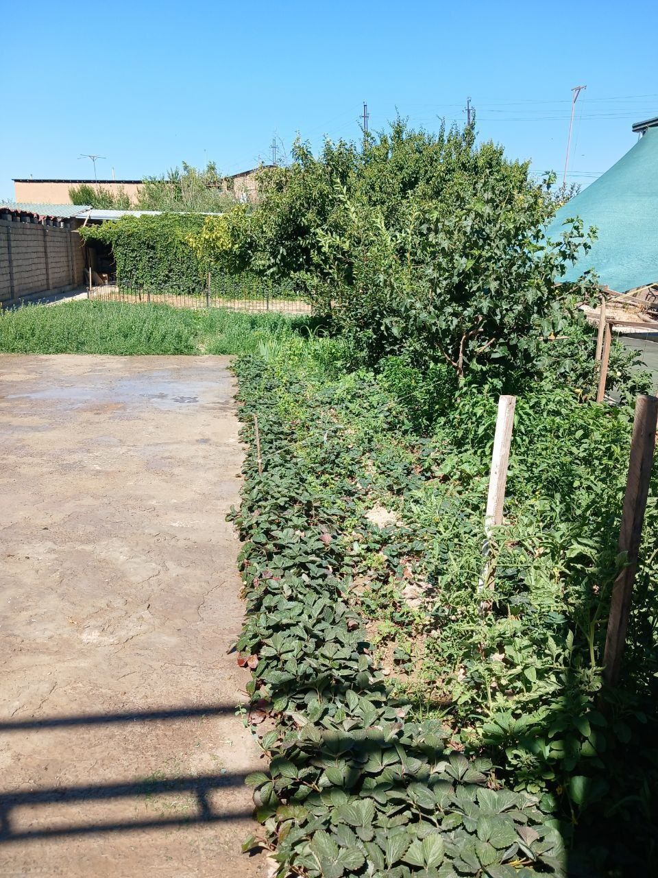 Oltin tepa tutzor da uchastka havas oldidan kirganda